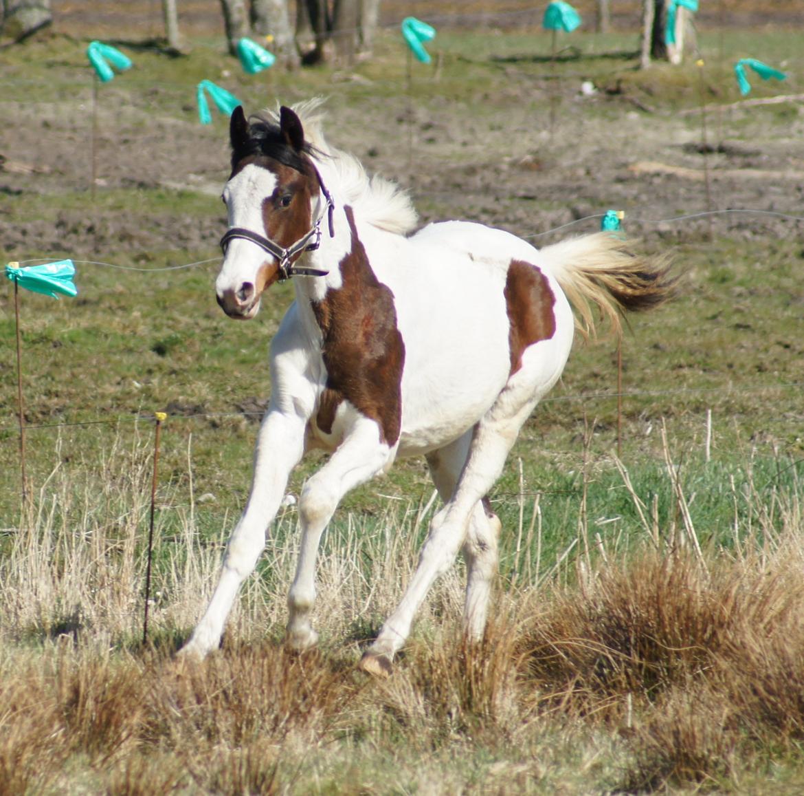 Pinto Graversgaards Chapeau - 20. April 2013, på folden :D  billede 40