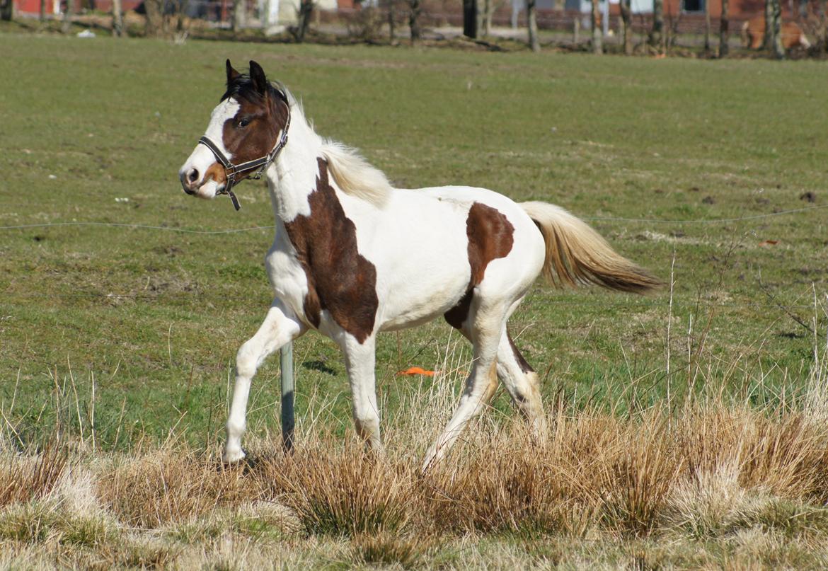 Pinto Graversgaards Chapeau - 20. April 2013, på folden :D  billede 29