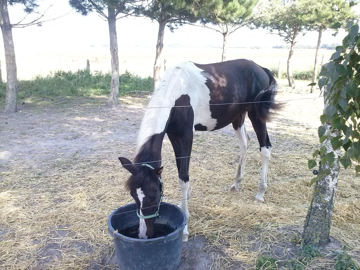 Pinto Junes Surprice billede 15