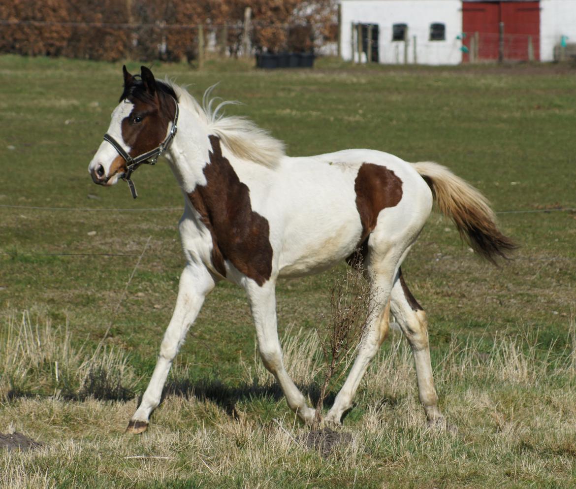 Pinto Graversgaards Chapeau - 20. April 2013, på folden :D  billede 42