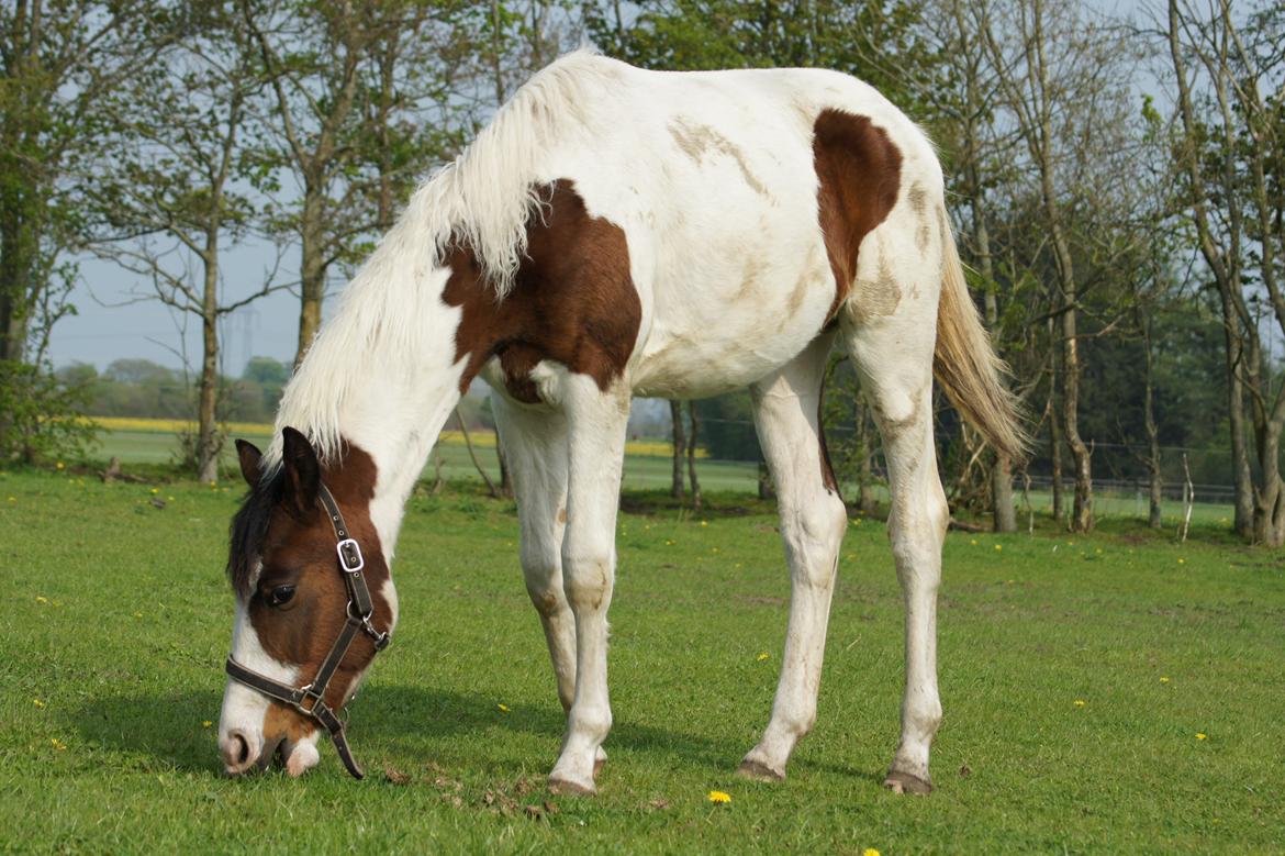 Pinto Graversgaards Chapeau - D. 16. Maj 2013 :) billede 39