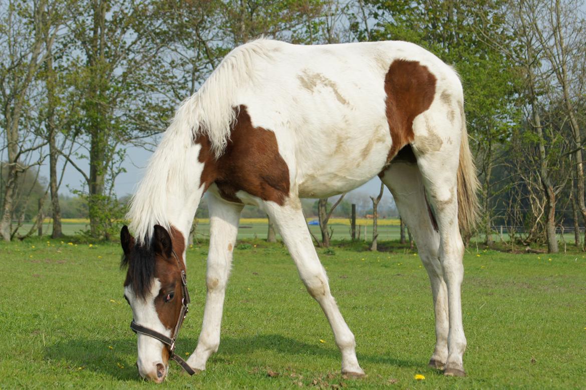 Pinto Graversgaards Chapeau - D. 16. Maj 2013 :) billede 2