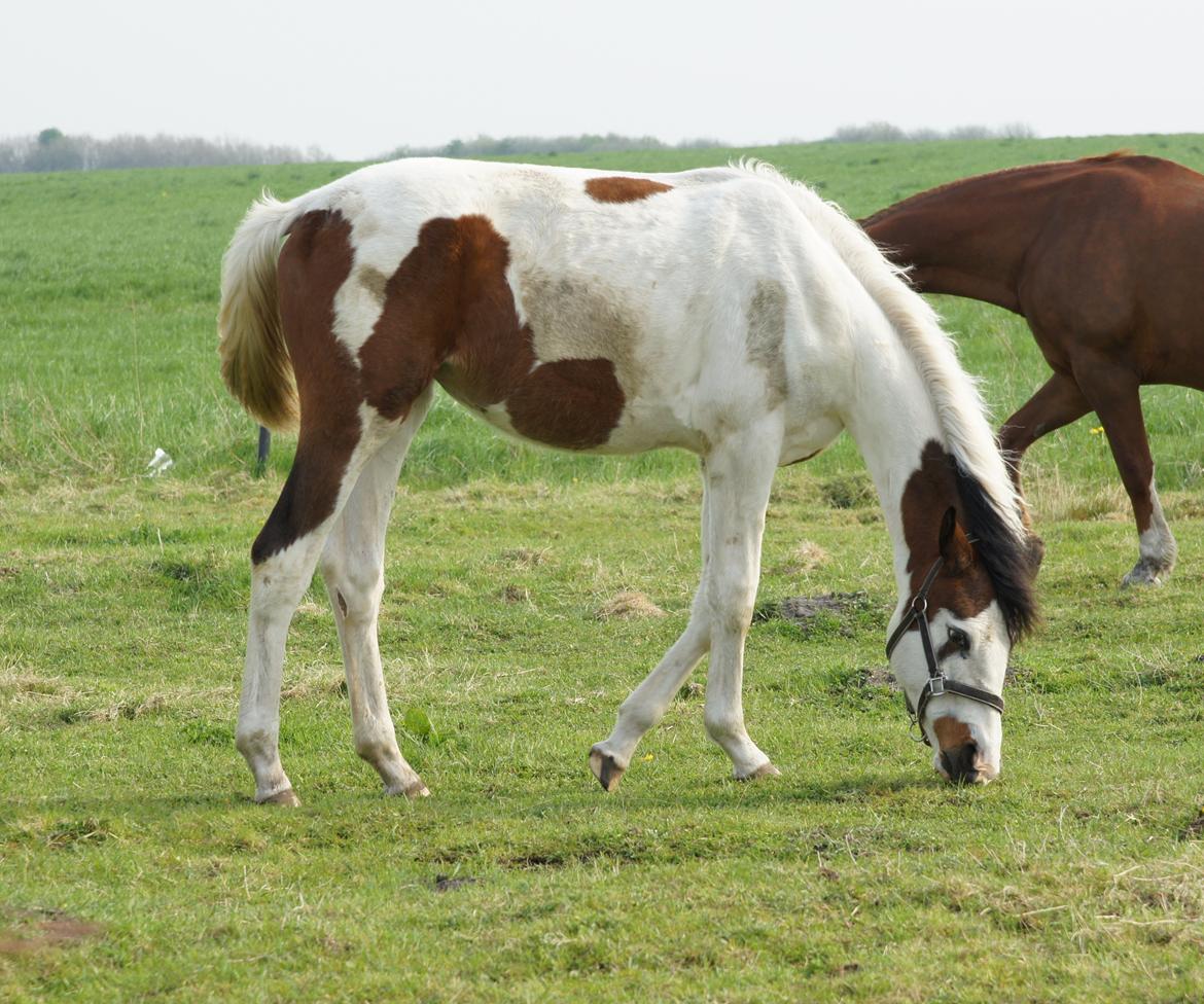 Pinto Graversgaards Chapeau - D. 16. Maj 2013 :) billede 43