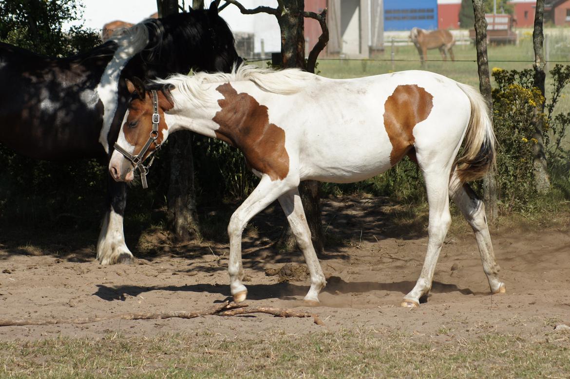 Pinto Graversgaards Chapeau - D. 21. Juli 2013, ved og være rigtig fin og se på :D  billede 44