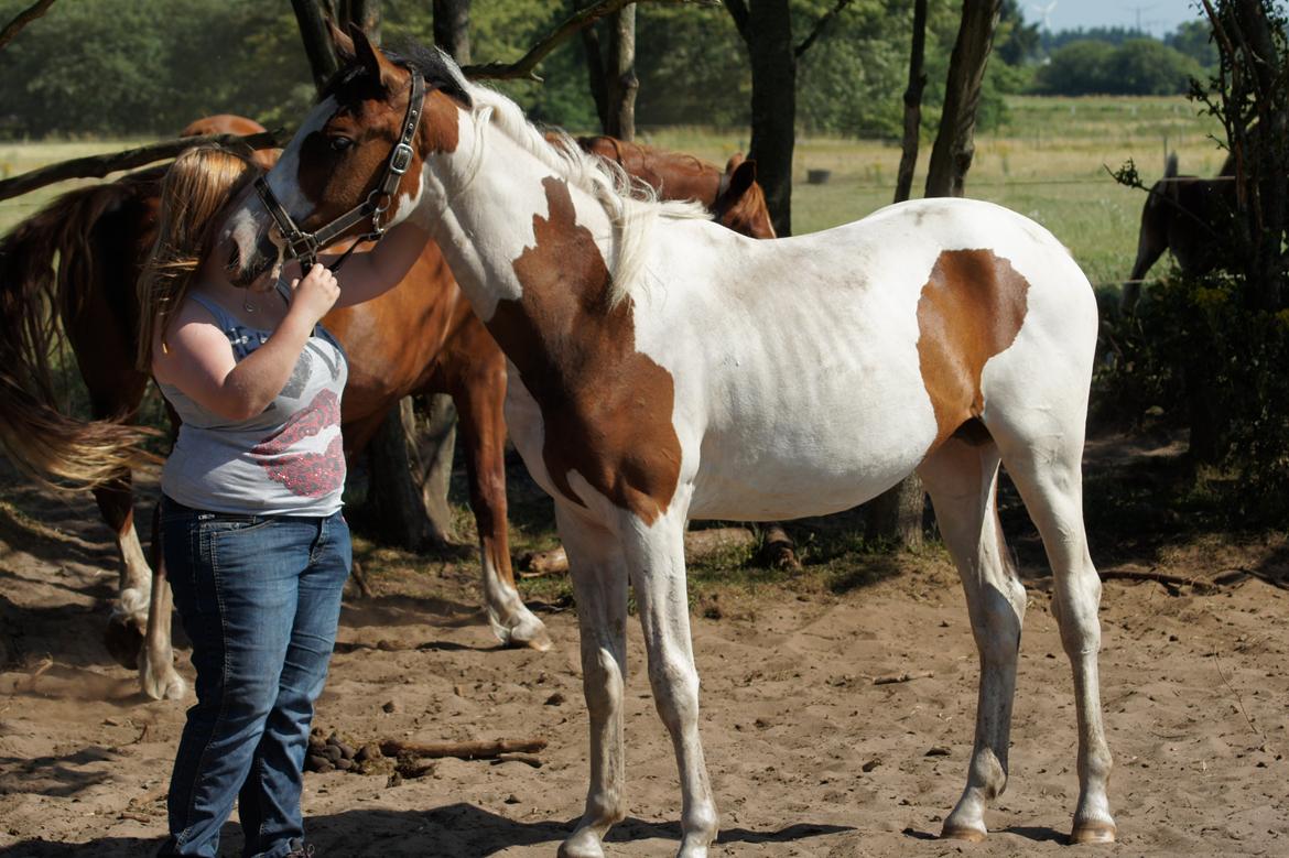 Pinto Graversgaards Chapeau - D. 21. Juli 2013, ved og være rigtig fin og se på :D  billede 41