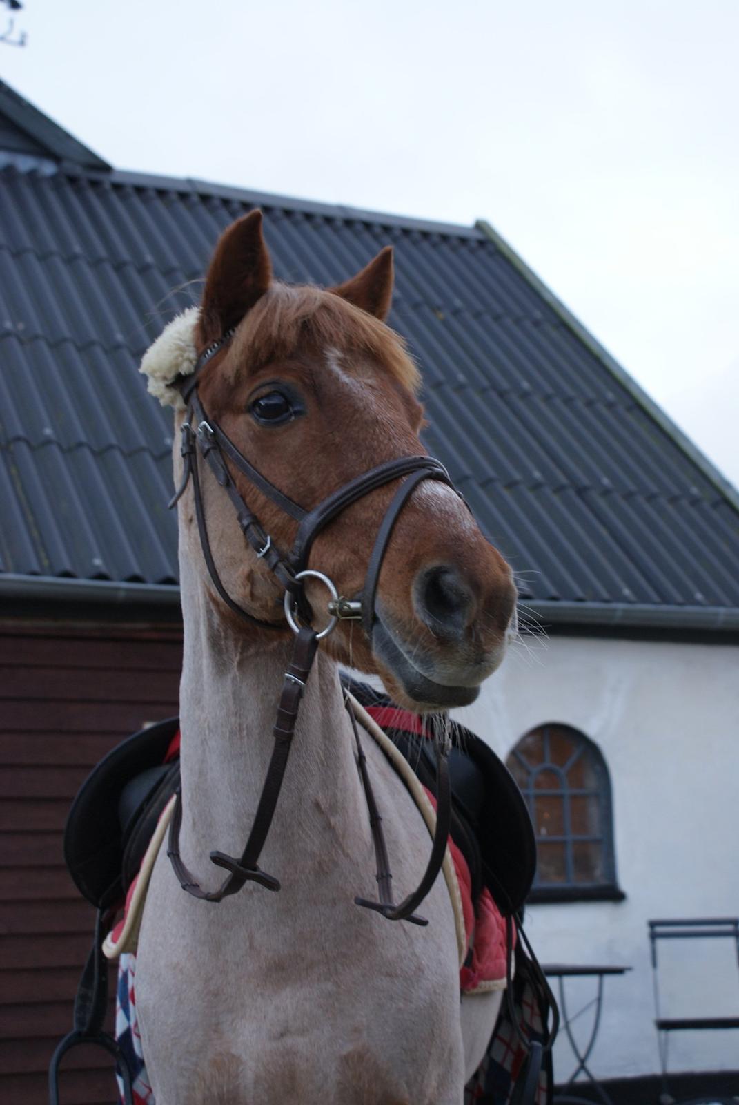 DSP BJERGETS FOX - Baby you light up my World like nobody else! billede 16