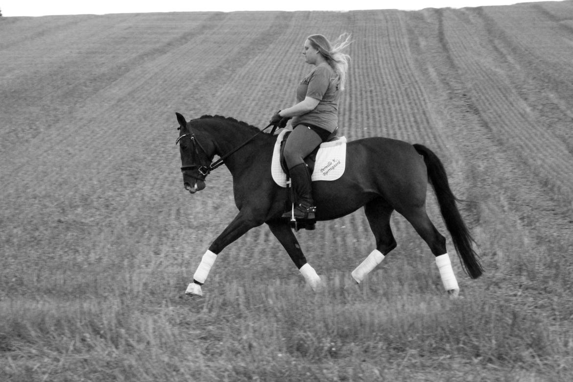 Oldenborg ROSENGÅRDENS CALIOPI - Lerbækhus - august 2013. billede 2