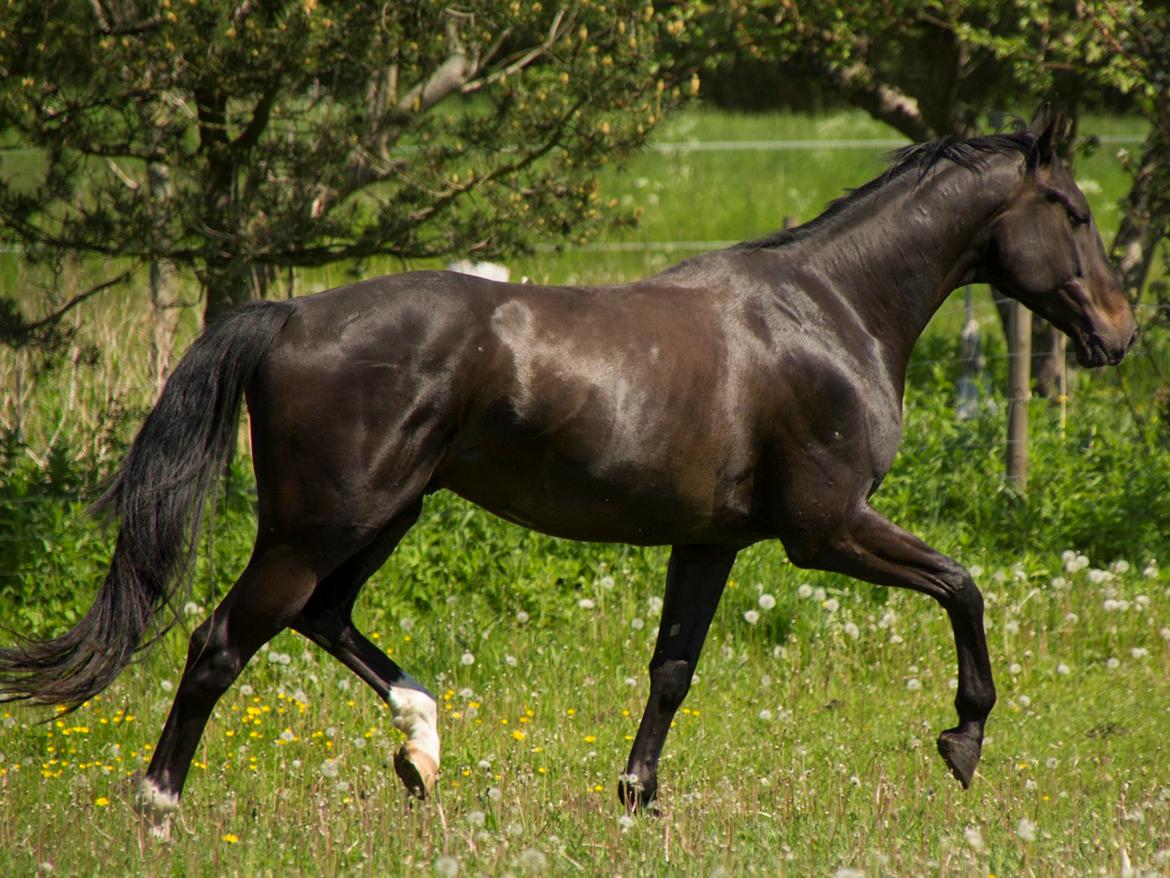 Pinto Scheel´s Samurai billede 16