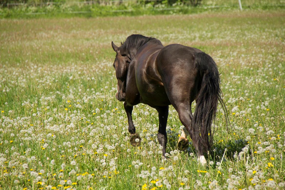 Pinto Scheel´s Samurai billede 17