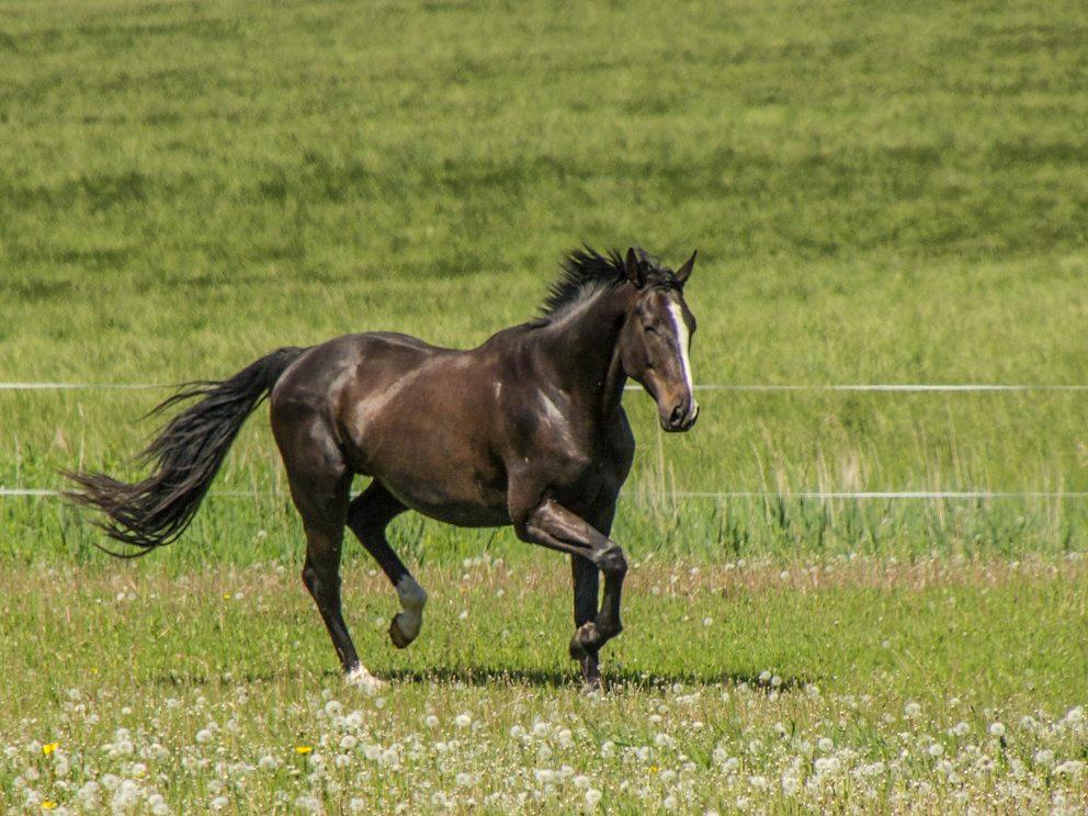 Pinto Scheel´s Samurai billede 18