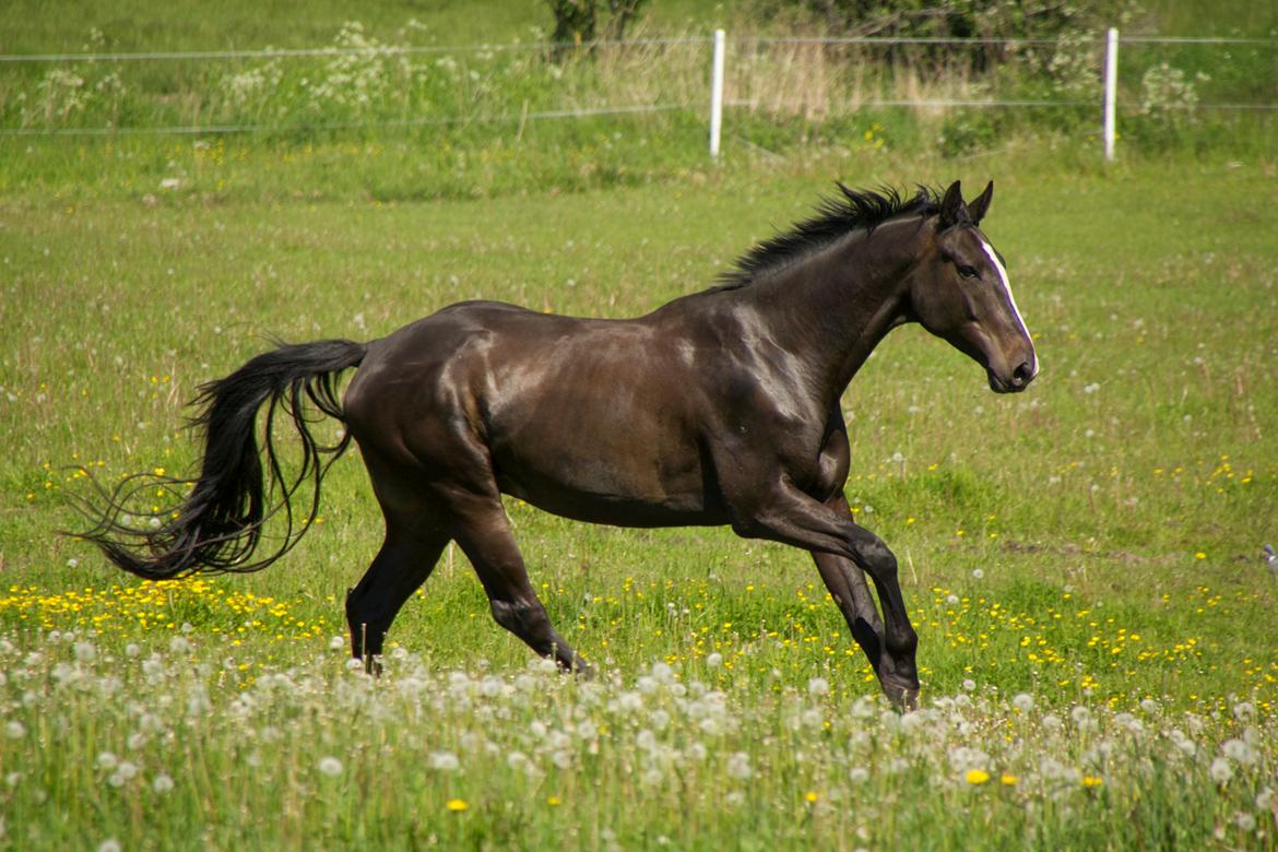 Pinto Scheel´s Samurai billede 19