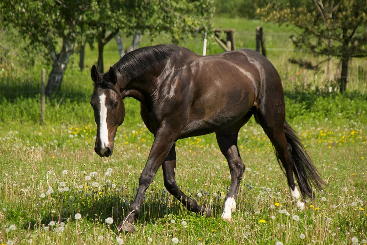 Pinto Scheel´s Samurai billede 20