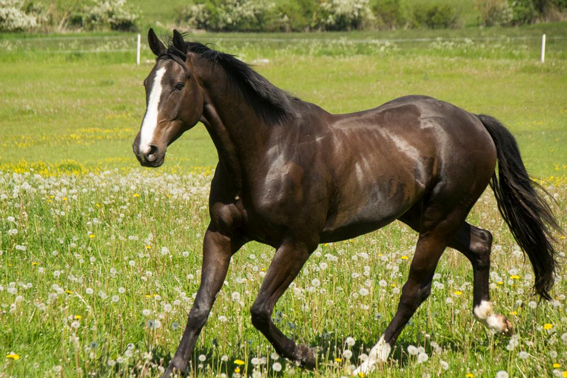 Pinto Scheel´s Samurai billede 1