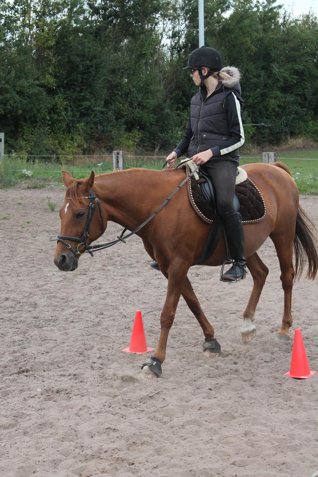 Welsh Partbred (Sec F) Waardhoeve's Ilona *Maggie* billede 13