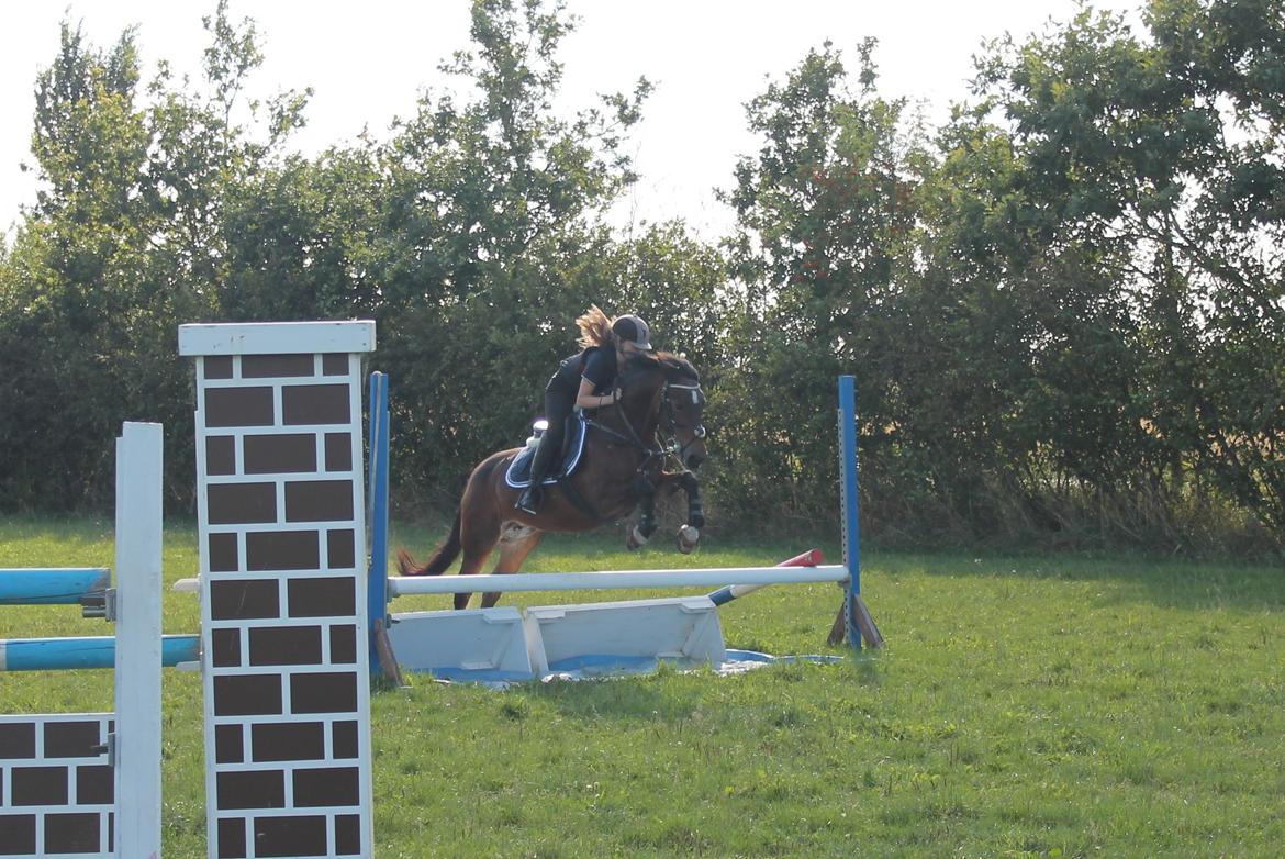 Irsk Sportspony Bessbrook Clover *A-pony* - Da jeg var ude at prøve hende . billede 9