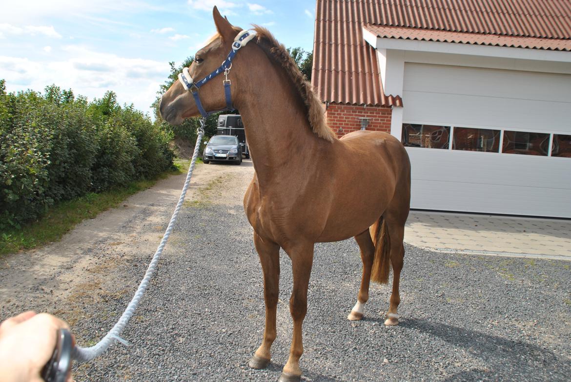 Anden særlig race Lillefix Ever uniqe solgt  - 28 aug. 2013 billede 7