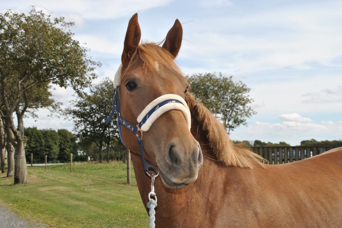 Anden særlig race Lillefix Ever uniqe solgt  - 28 aug. 2013 billede 8