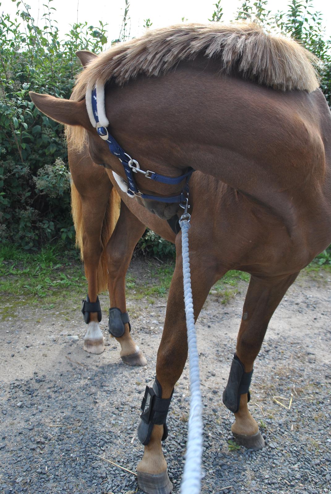 Anden særlig race Lillefix Ever uniqe solgt  - 28 aug 2013. Lillefix med underlag og gamacher på for første gang :) Så skal lige undersøg hvad det er :)  billede 9