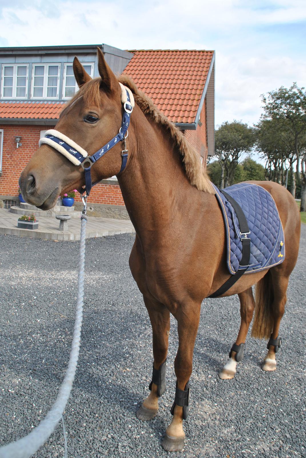 Anden særlig race Lillefix Ever uniqe solgt  - 28 aug 2013. Lillefix med underlag og gamacher på for første gang :) Som hun tog i stiv arm  billede 10