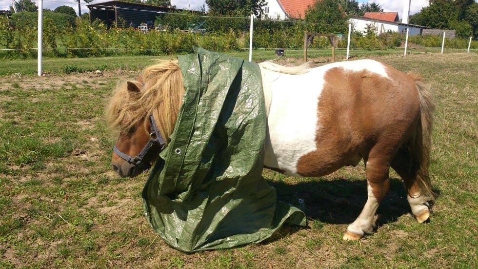 Shetlænder Tvebak - Tvebak første gang med presenning. :-) billede 5