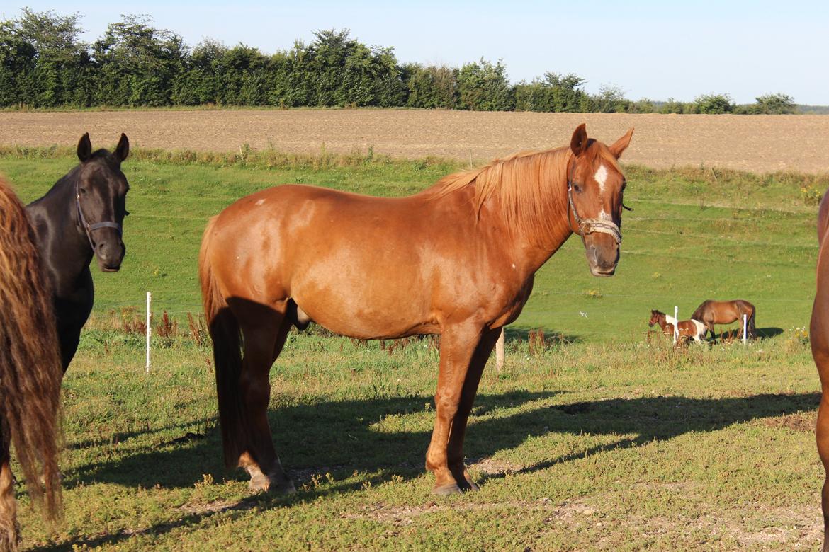 Anden særlig race Chivas [Har redet] - Chivas august 2013. billede 2