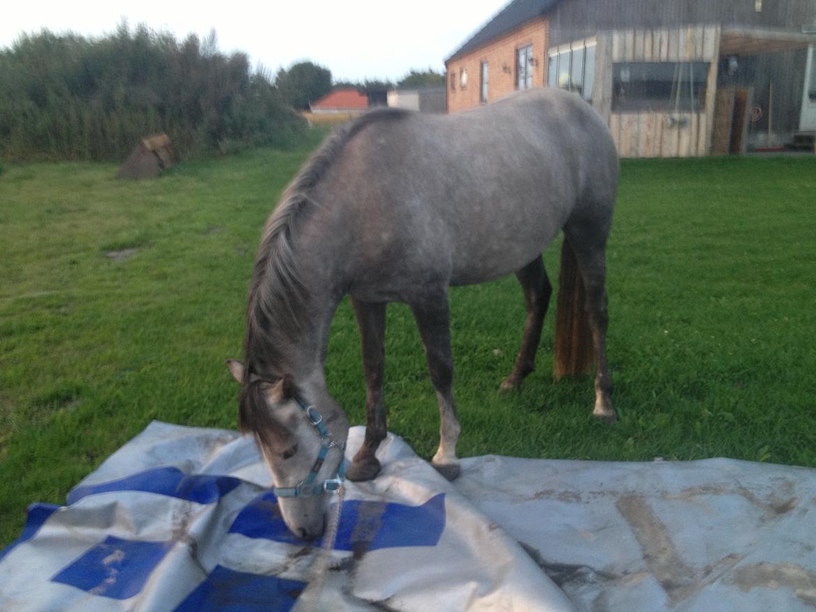 New Forest Maribell's Briony billede 21