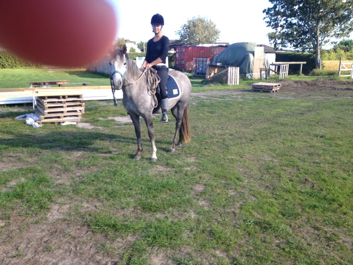 New Forest Maribell's Briony billede 22