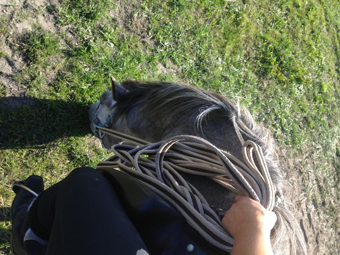 New Forest Maribell's Briony billede 23