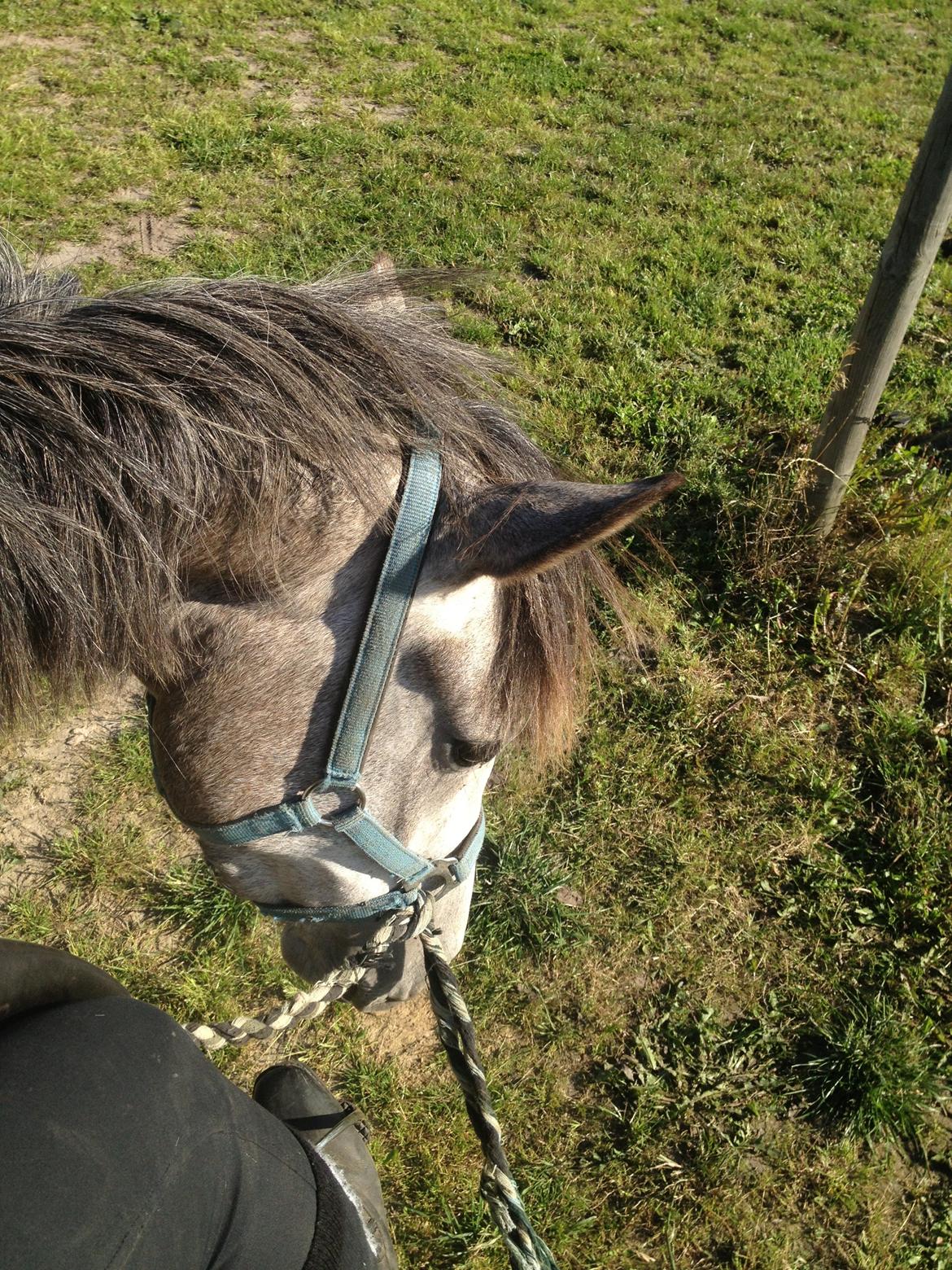 New Forest Maribell's Briony billede 24