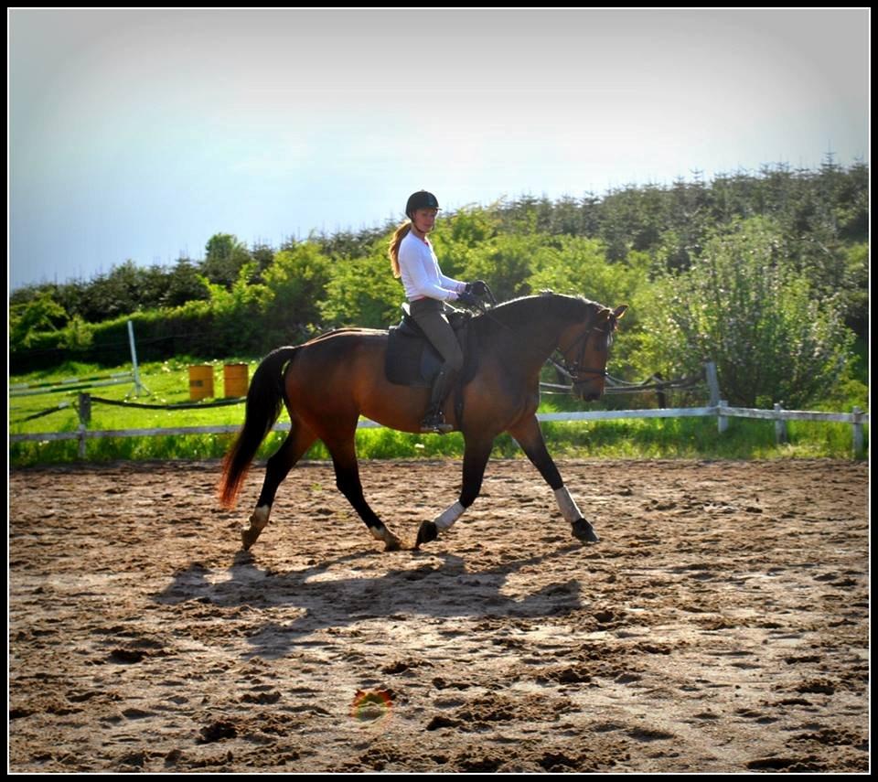 Oldenborg Carmen Elektra - nyere ridebilleder fra start april 2013 billede 2