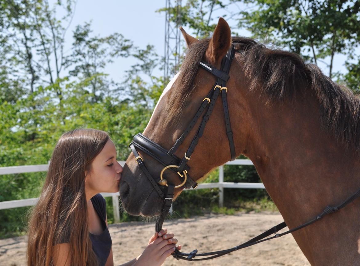 Welsh Cob (sec D) Fronerthig Red Hot Chilli - elsker dig  billede 18