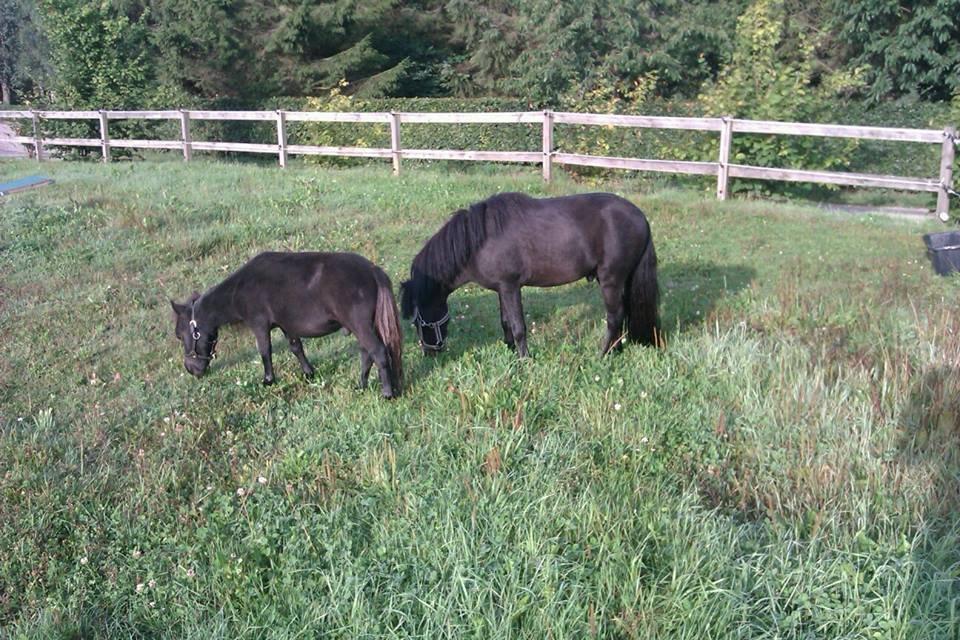 Miniature Ludvig (R.I.P d 15/7-15) billede 3