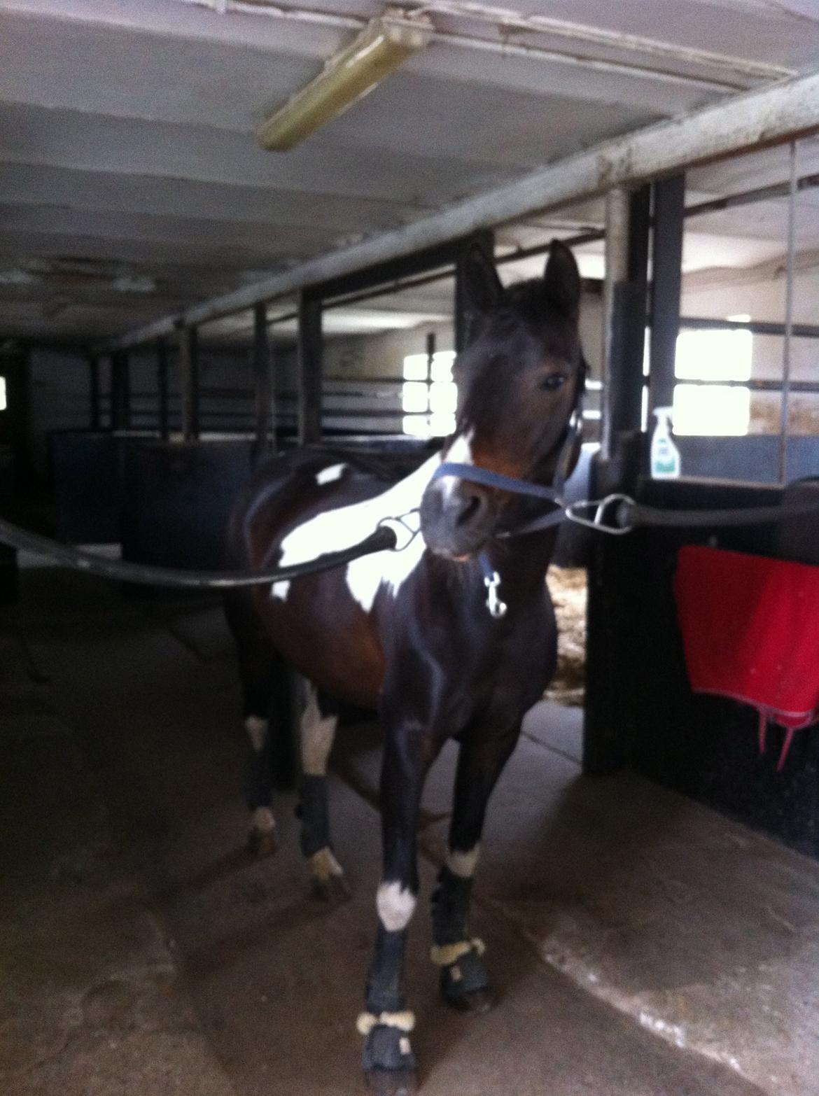 Anden særlig race Lundsbjergårds Indi billede 6