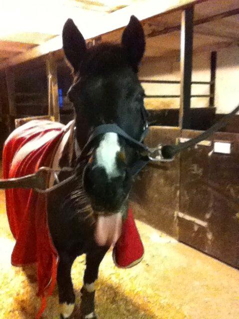 Anden særlig race Lundsbjergårds Indi billede 10