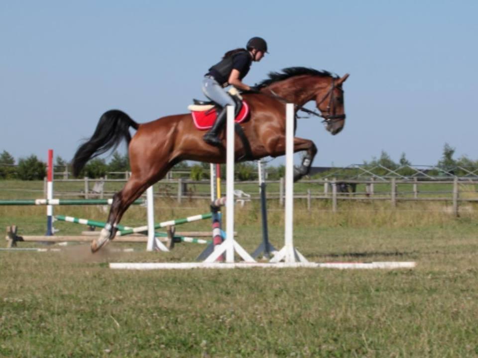 Dansk Varmblod Birkmosegårds Lancelot - Lance i fin stil, over et mini spring. Første spring på ham derhjemme.  billede 2