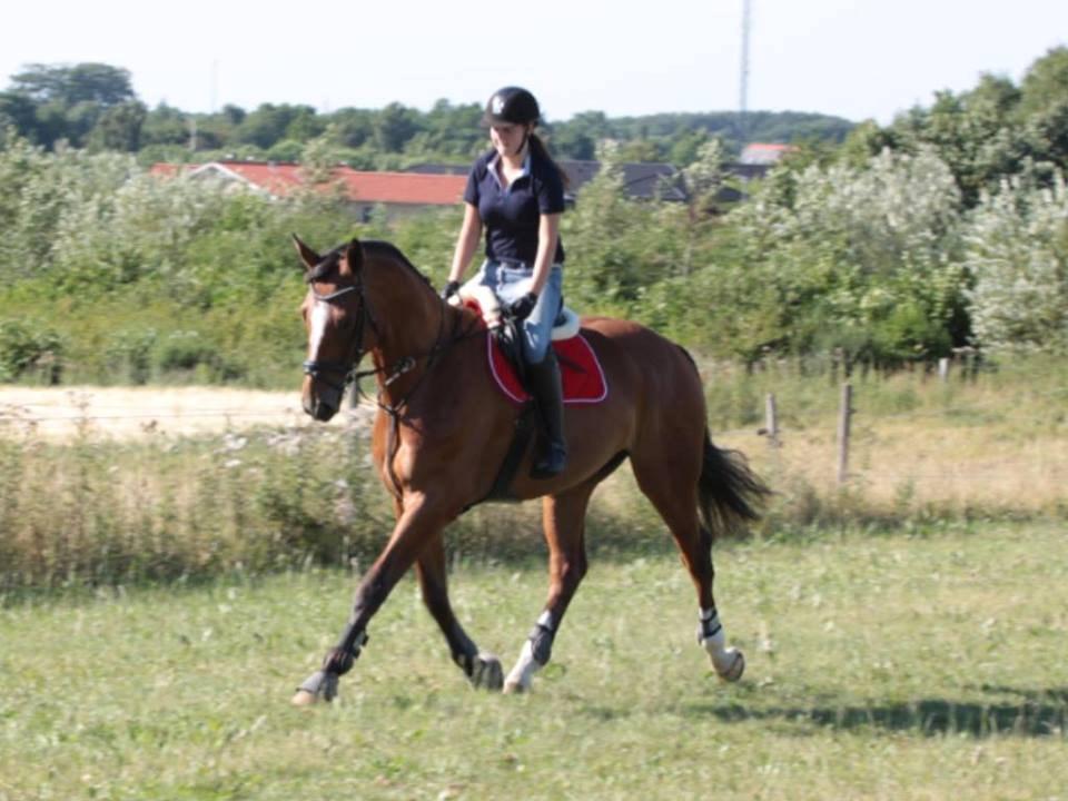 Dansk Varmblod Birkmosegårds Lancelot billede 4