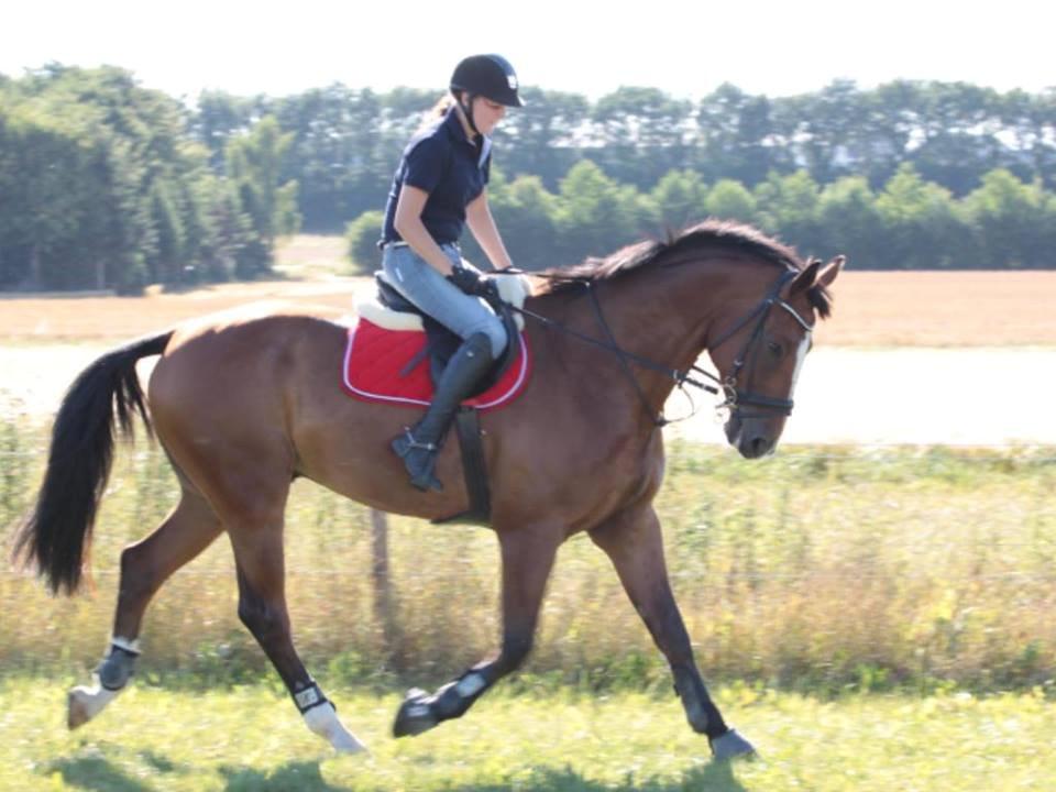 Dansk Varmblod Birkmosegårds Lancelot billede 6