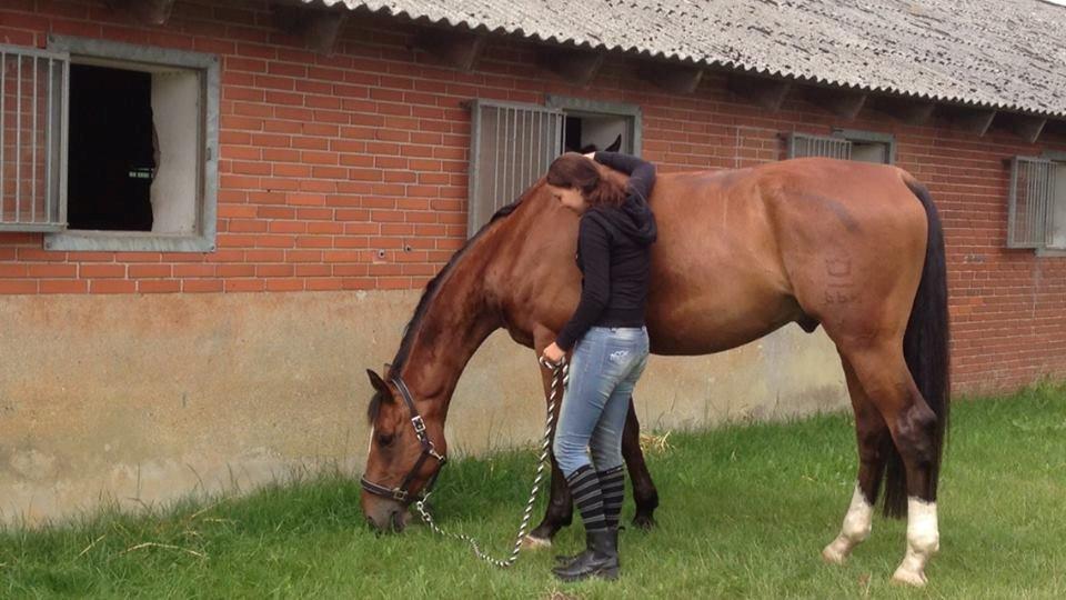 Dansk Varmblod Birkmosegårds Lancelot - En lille hyggestund. billede 7