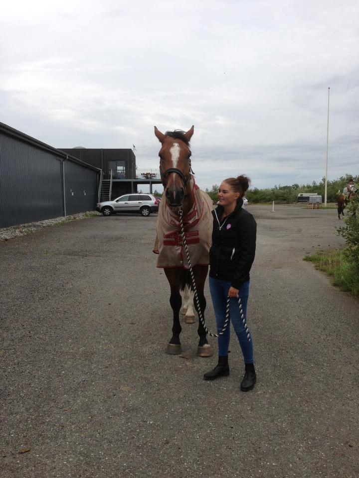 Dansk Varmblod Birkmosegårds Lancelot - Fotomodel bliver han aldrig, men forhåbenligt bliver han bedre med tiden. billede 8