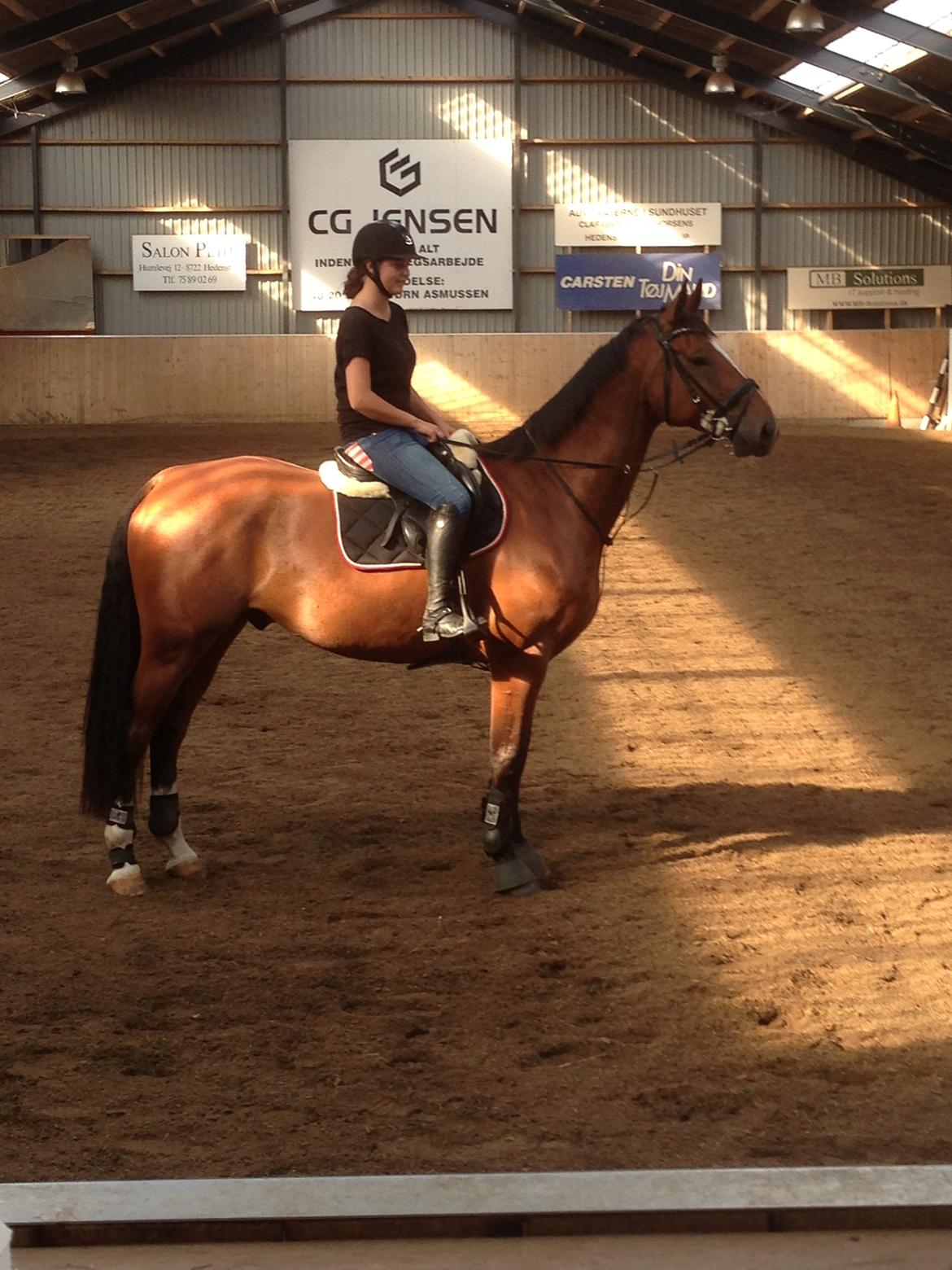 Dansk Varmblod Birkmosegårds Lancelot billede 9