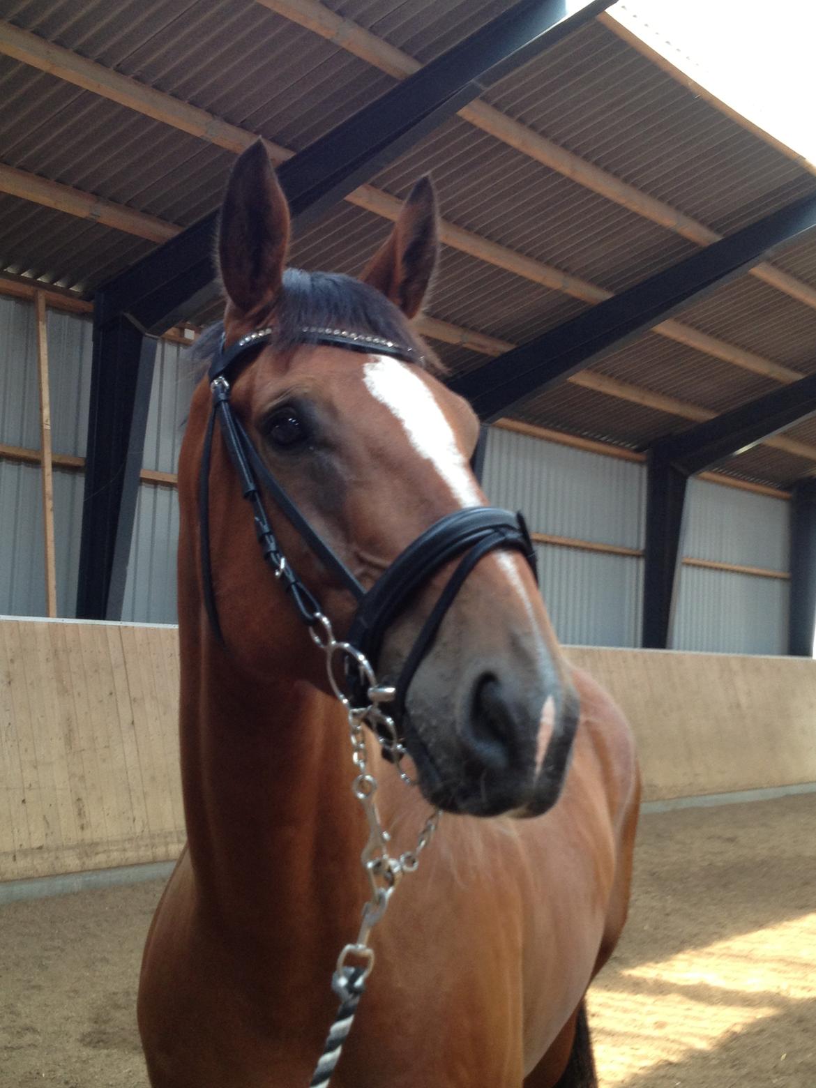 Dansk Varmblod Birkmosegårds Lancelot billede 10
