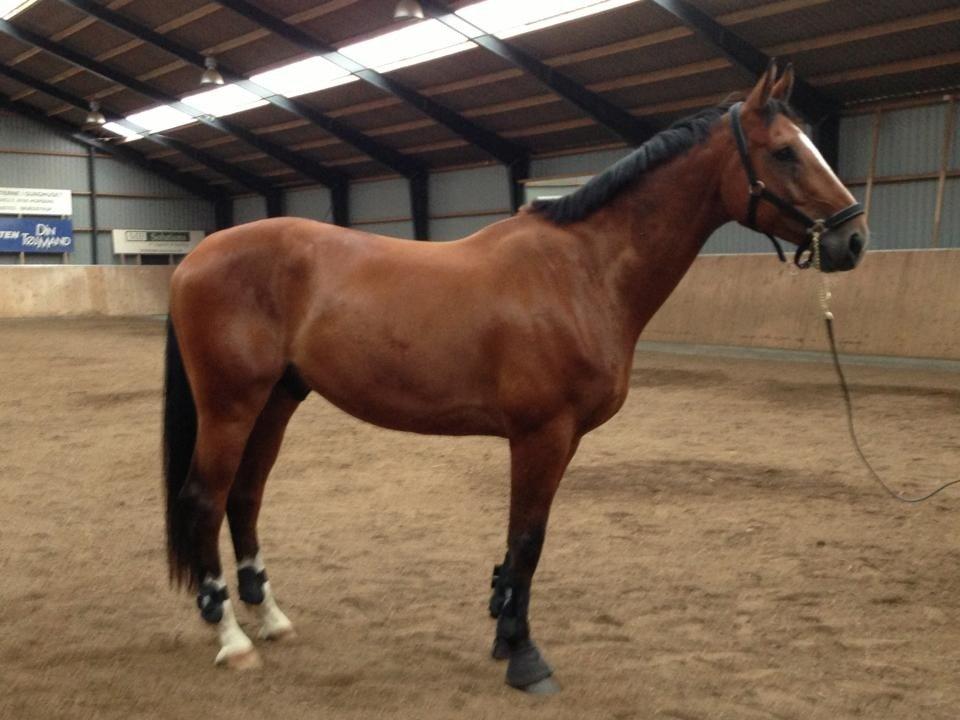 Dansk Varmblod Birkmosegårds Lancelot billede 11