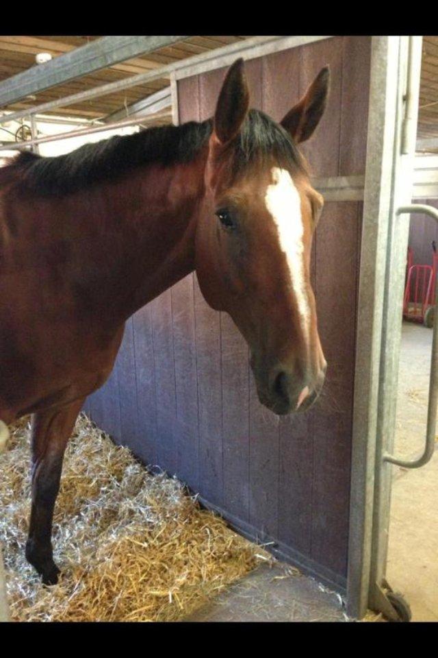 Dansk Varmblod Birkmosegårds Lancelot - Lance der lige er landet i sin nye boks. billede 13