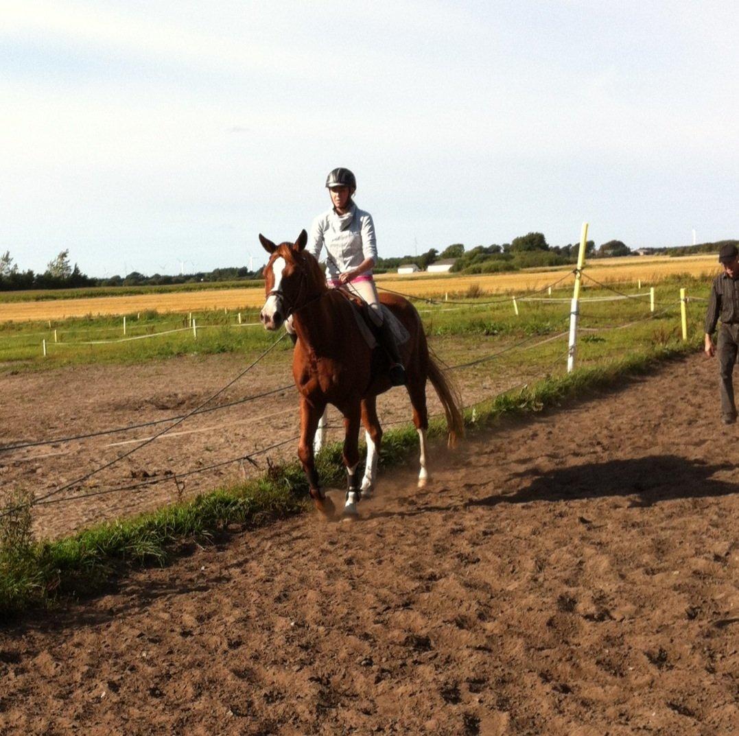 Trakehner Prince Cotta - En af de første gange med rytter :-) billede 6