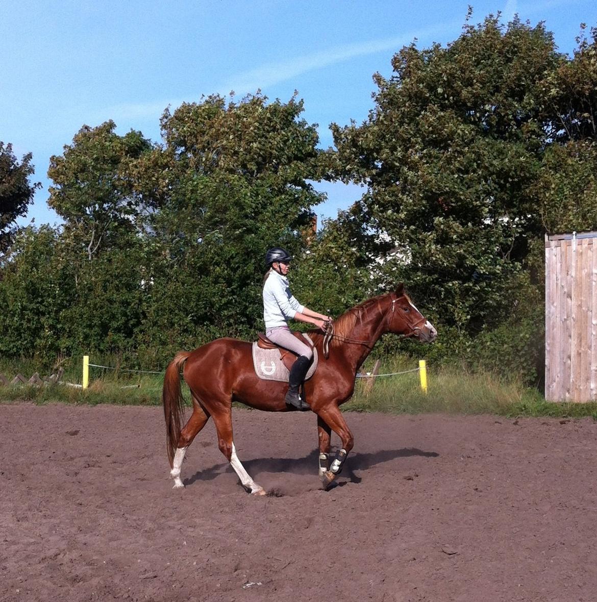 Trakehner Prince Cotta - En af de første gange med rytter :-) billede 7