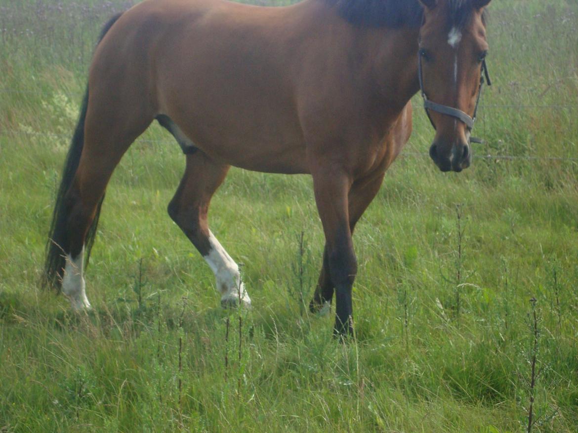 Oldenborg Neo Vollerupgård billede 7