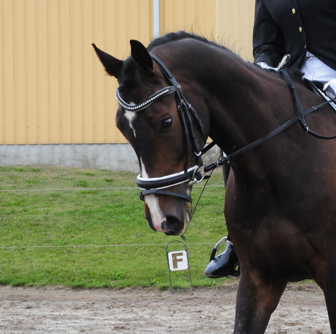Polsk Varmblod Mikador - Lidt for lækker <3 billede 16