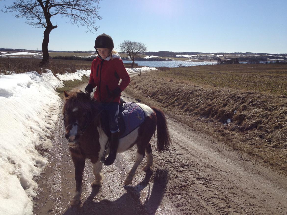 Anden særlig race lilleper billede 7