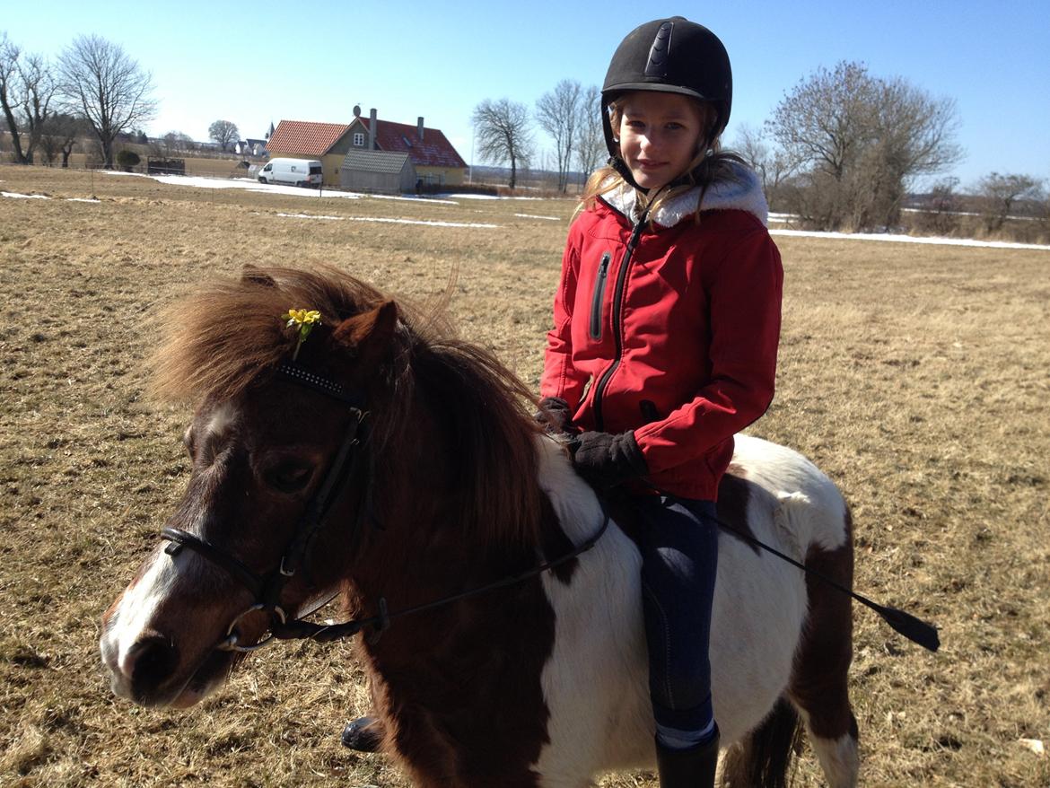 Anden særlig race lilleper billede 8