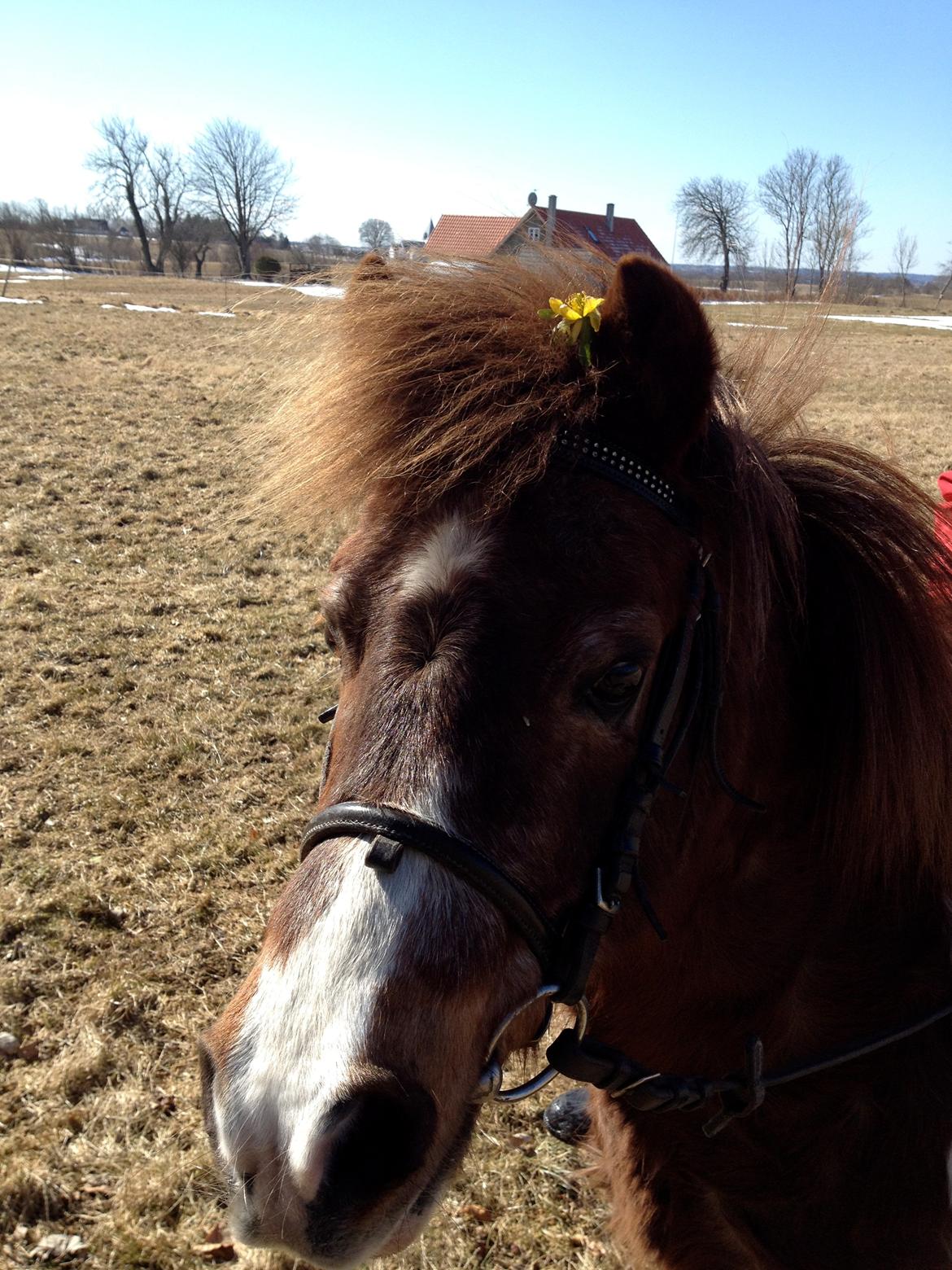 Anden særlig race lilleper billede 9